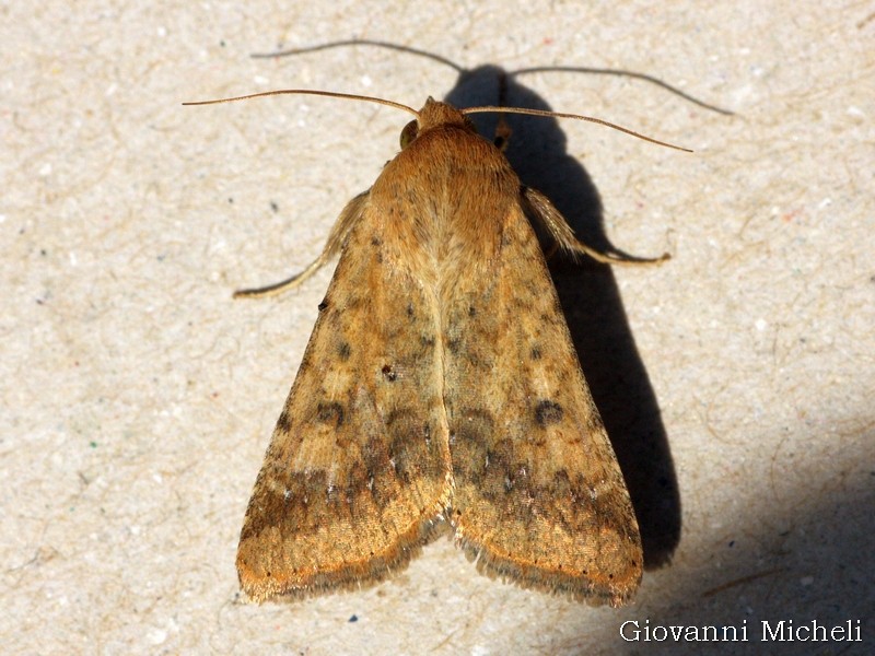 Noctuidae da ID - Helicoverpa armigera